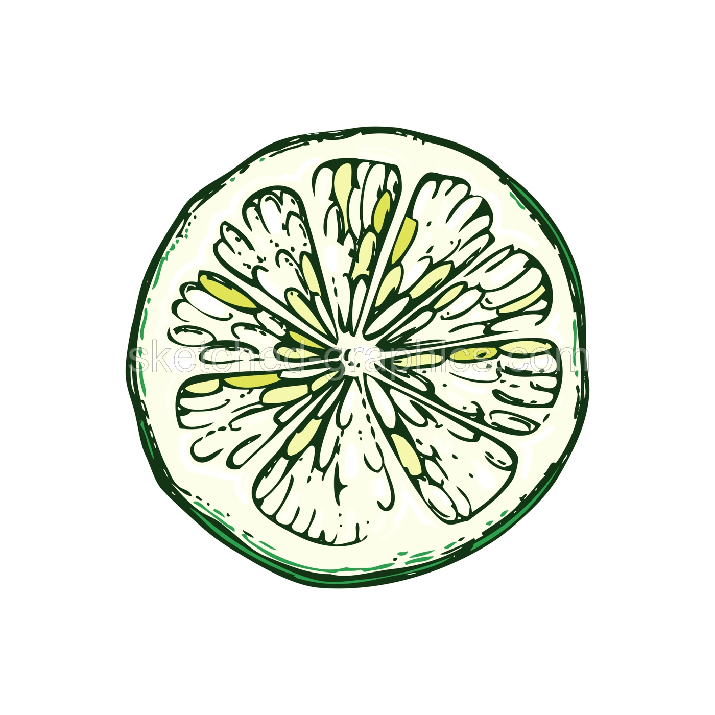Lime fruit sketch in color. Citrus fruit slice hand-drawn vector illustration. Exotic plant drawing in watercolor style. Botanical design element. NOT AI-generated Illustration